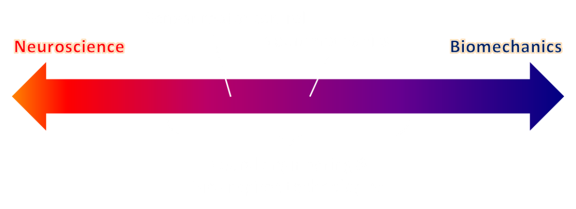 neuromechanics_scale_white_simple